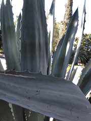 Agave