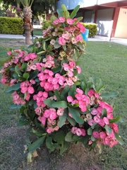 Euphorbia milii