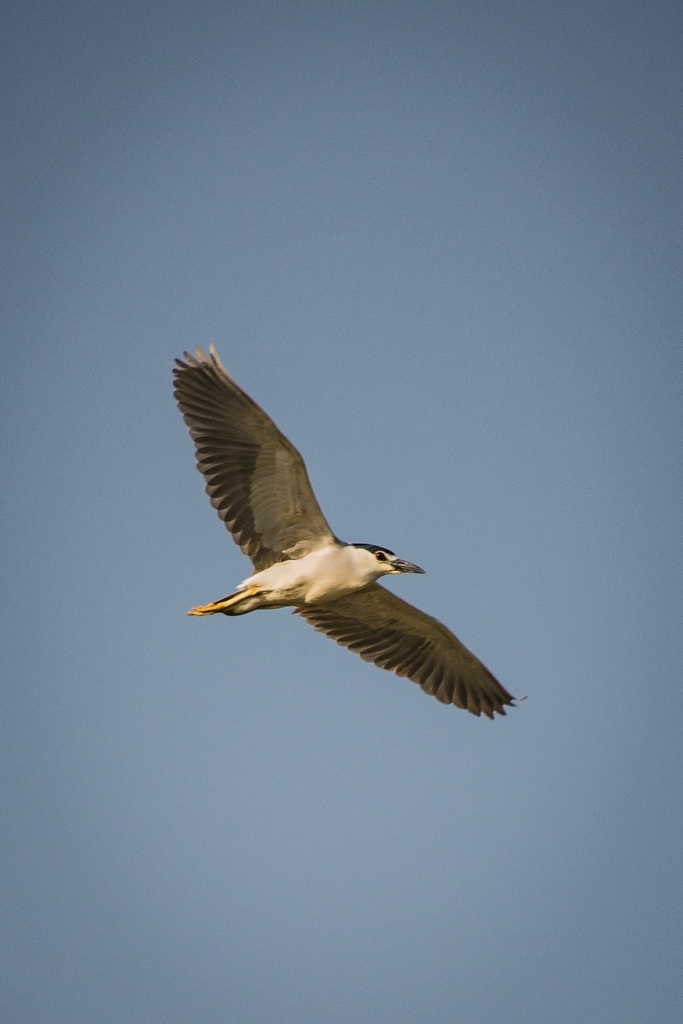 Black-crowned Night Heron