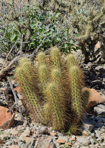 Echinocereus nicholii