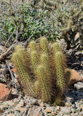 Echinocereus nicholii