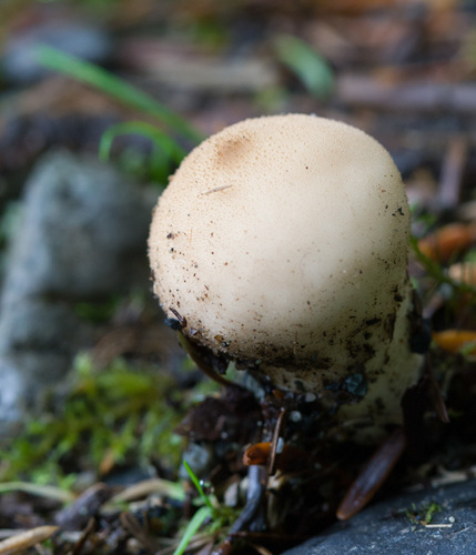 Smooth Puffball
