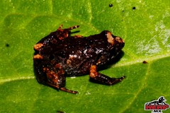 Pygmy Free-Fingered Frog photo 3