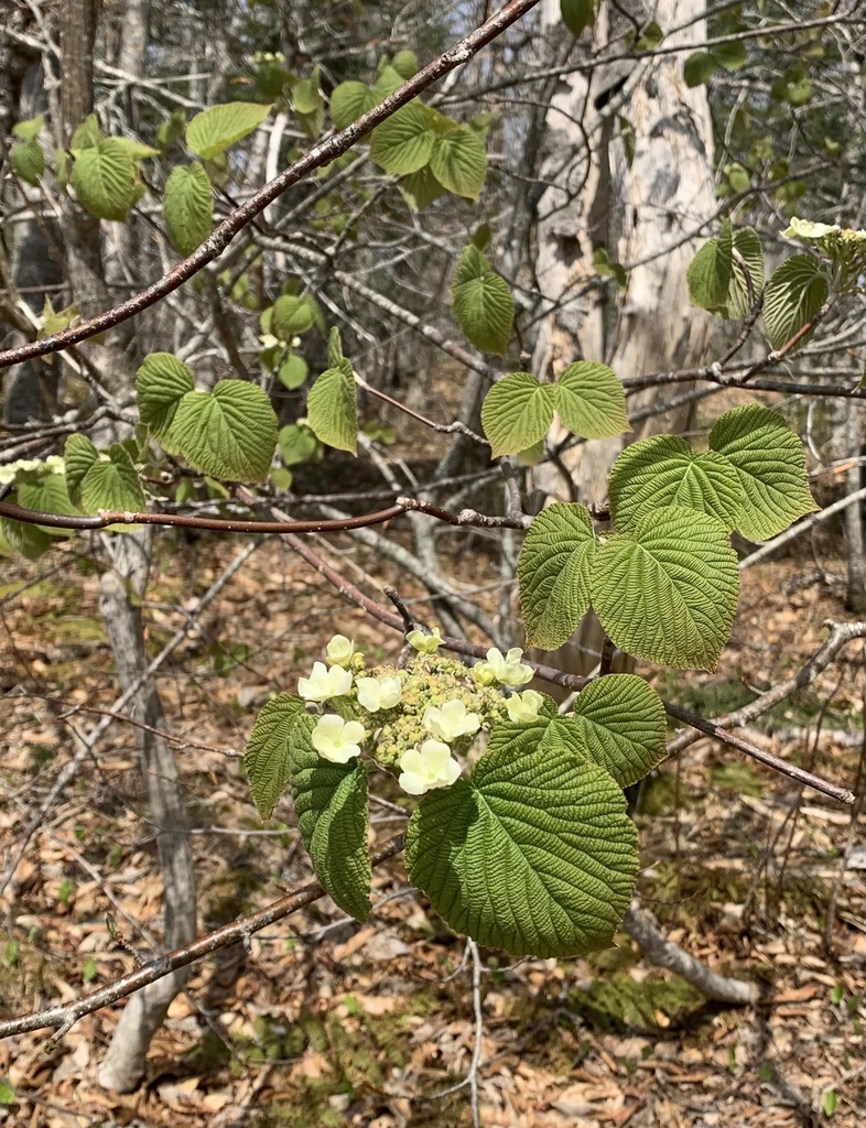 Hobblebush From James Sutherland Rd Pictou Ns Ca On May At Am By Scaup