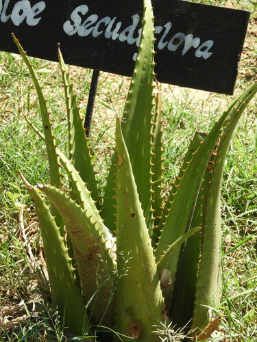 Aloe secundiflora