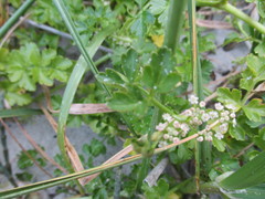 Apium prostratum filiforme