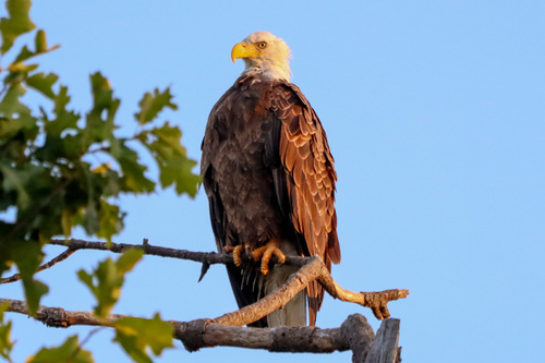 Bald Eagle photographed in Oklahoma