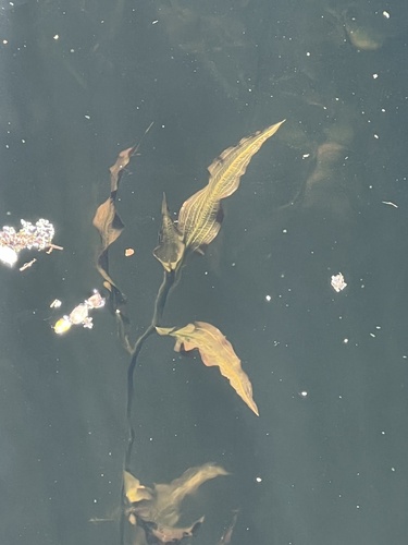 iNaturalist observation photo of shining pondweed