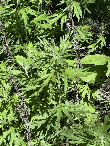 iNaturalist observation photo of California mugwort