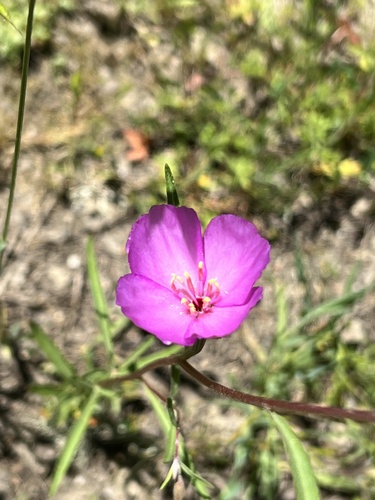 iNaturalist observation photo of Slender Clarkia