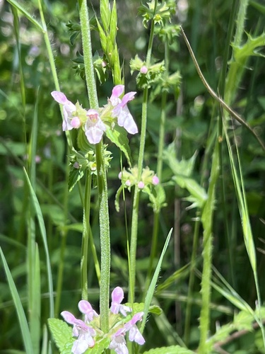 iNaturalist observation photo of Rough Hedgenettle