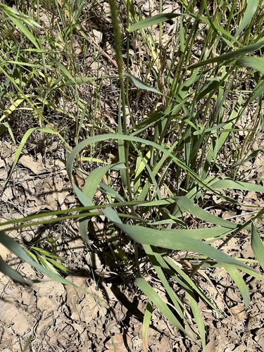 iNaturalist observation photo of blue wild rye