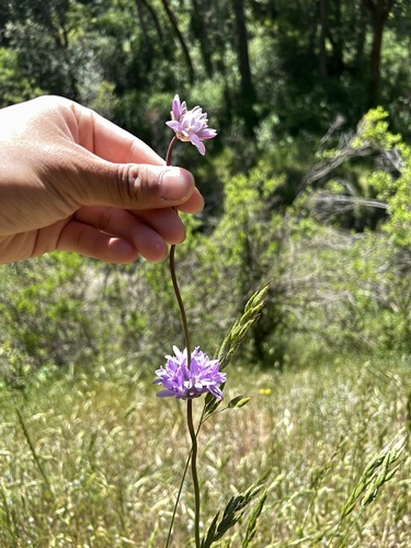 iNaturalist observation photo of Ookow