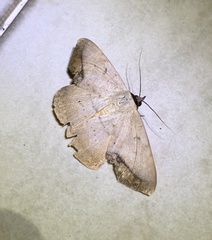 Hypopyra contractipennis