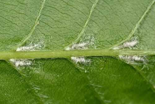 Aceria tenella