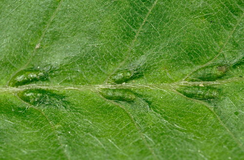 Aceria tenella