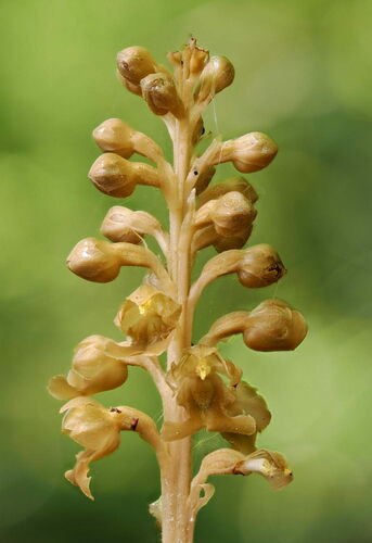 Neottia nidus-avis iNat (2)