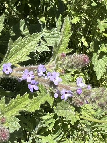 iNaturalist observation photo of western vervain