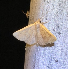 Cerynea punctilinealis