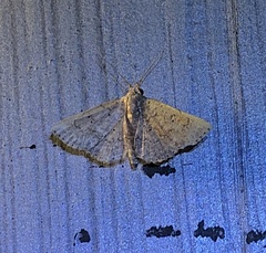 Cerynea punctilinealis