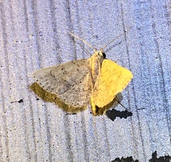 Cerynea punctilinealis