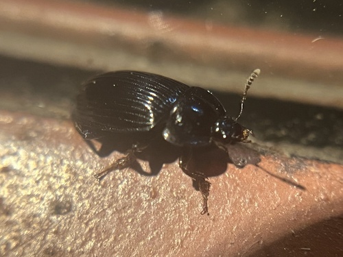 iNaturalist observation photo of Flat Brown Scavenger Beetle