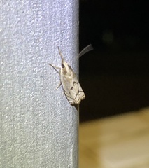 Pseudocatharylla duplicella