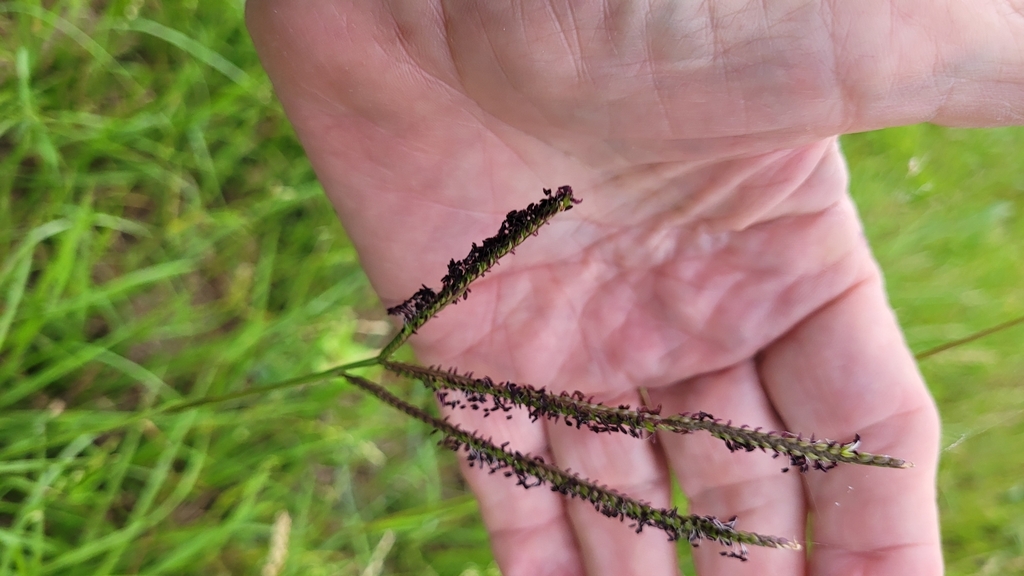 Bahia grass from Rosenberg, TX, USA on May 20, 2023 at 0736 AM by