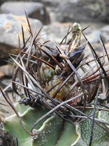 Image of Astrophytum capricorne by (c) Karla M. Benítez, some rights reserved (CC BY)