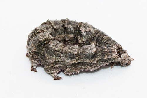 Ilia Underwing photo 6