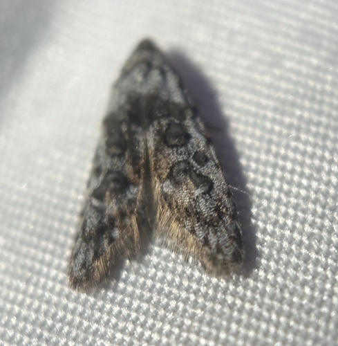 Crescent-marked bondia photo 5
