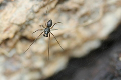 Bathyphantes