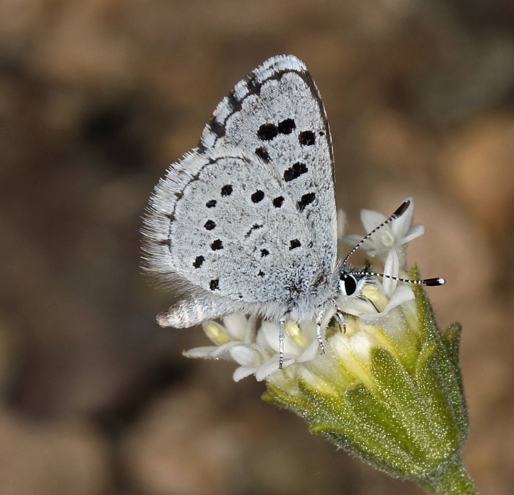 Small Blue
