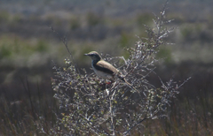 Anthus novaeseelandiae