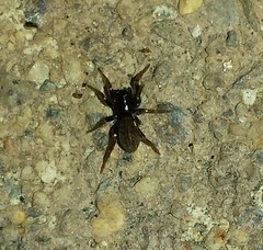 Allocosa