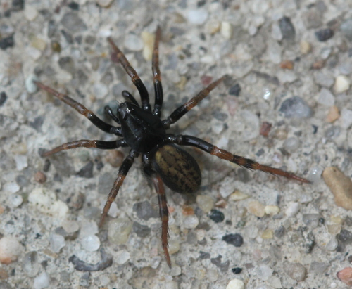 Allocosa funerea photo 4
