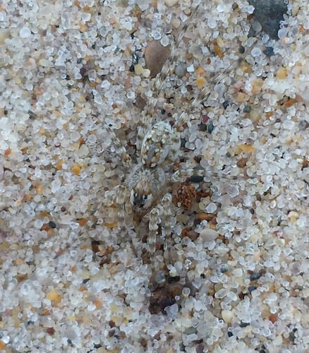 Shoreline Wolf Spider photo 4