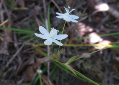 Libertia