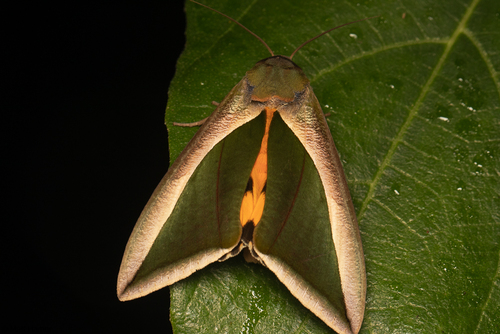 Green Fruit-piercing Moth