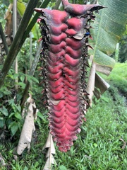 Heliconia mariae image