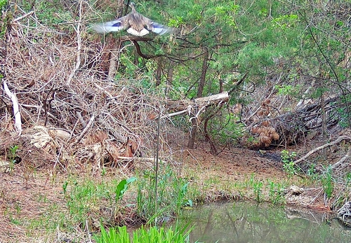 Mallard photographed in Nebraska
