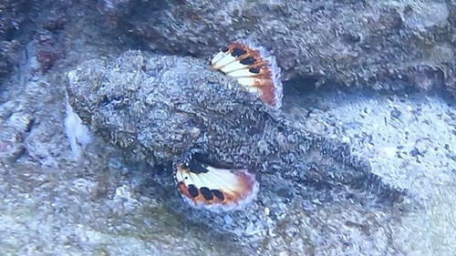 Devil scorpionfish (Scorpaenopsis diabolus) — Scorpaenidae — 5