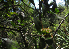 Metrosideros parkinsonii