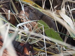 Microtus longicaudus