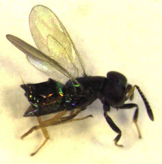 Parectromoides varipes