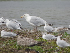 Larus argentatus argentatus