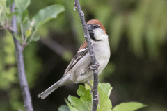 Russet Sparrow photo 5