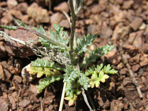 Image of Gilia clokeyi by (c) Anders Hastings, some rights reserved (CC BY)