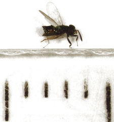 Parectromoides varipes