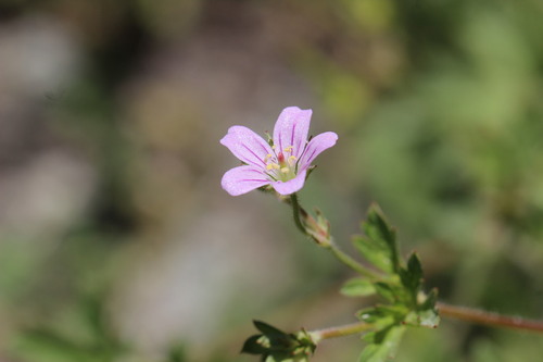 Geranium berteroanum (Geranium berteroanum)